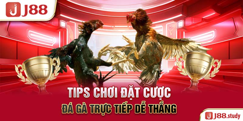 tips-choi-dat-cuoc-da-ga-truc-tiep-de-thang